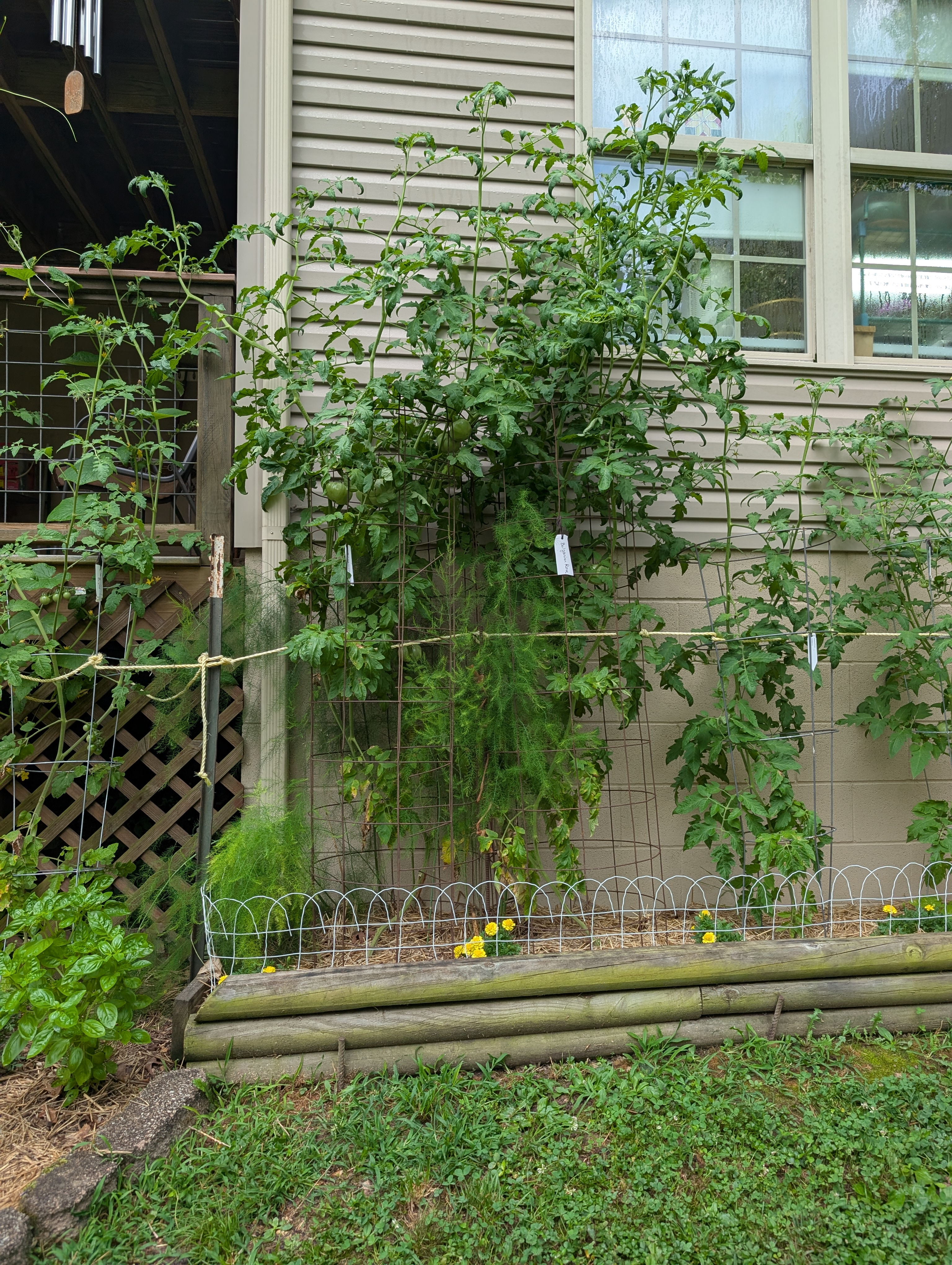 Jae's garden photo