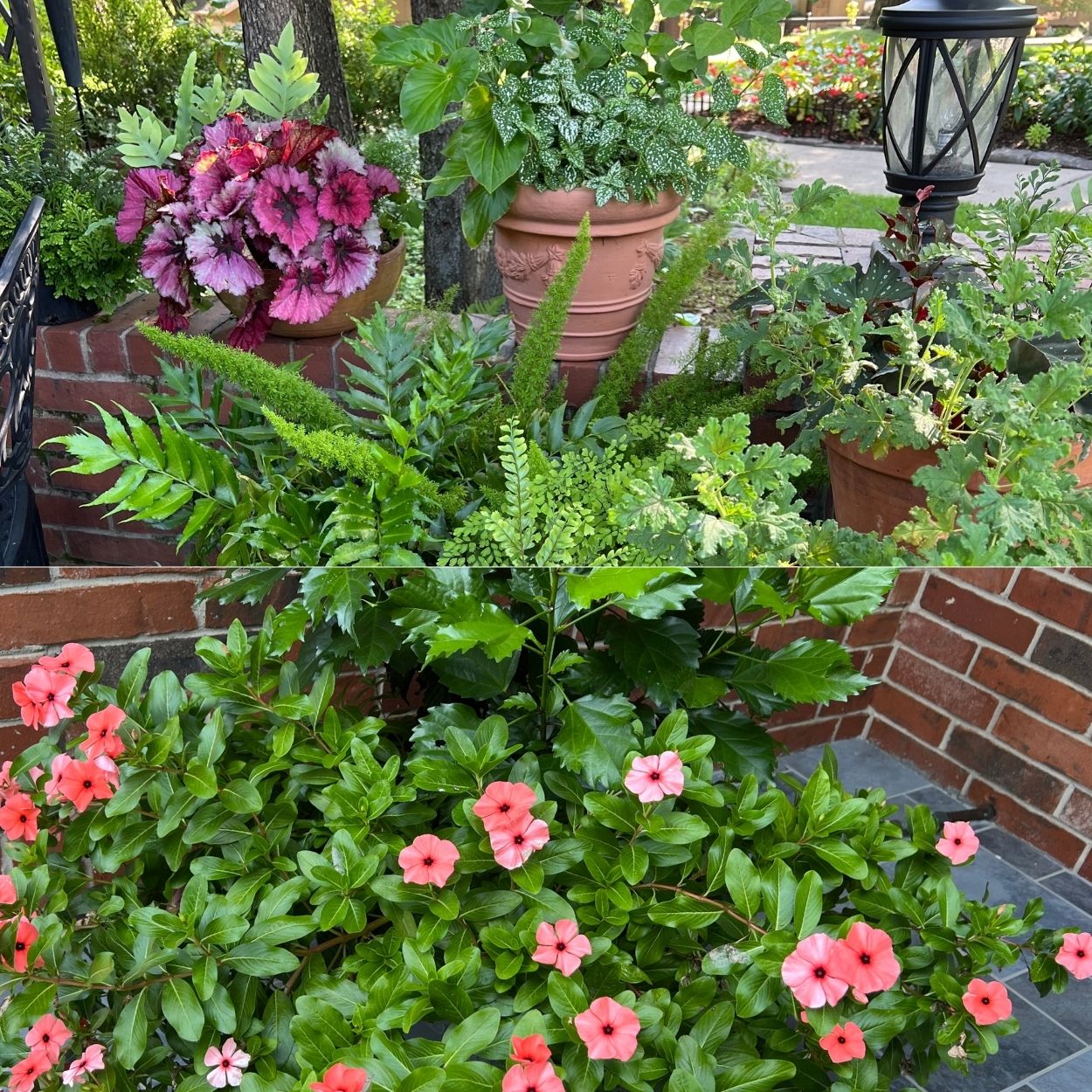 Sherry H.'s garden photo