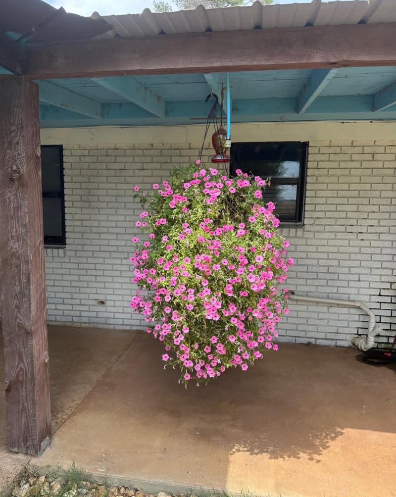 Margaret M.'s garden photo